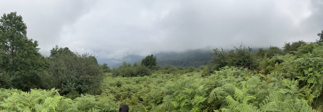 Into the green